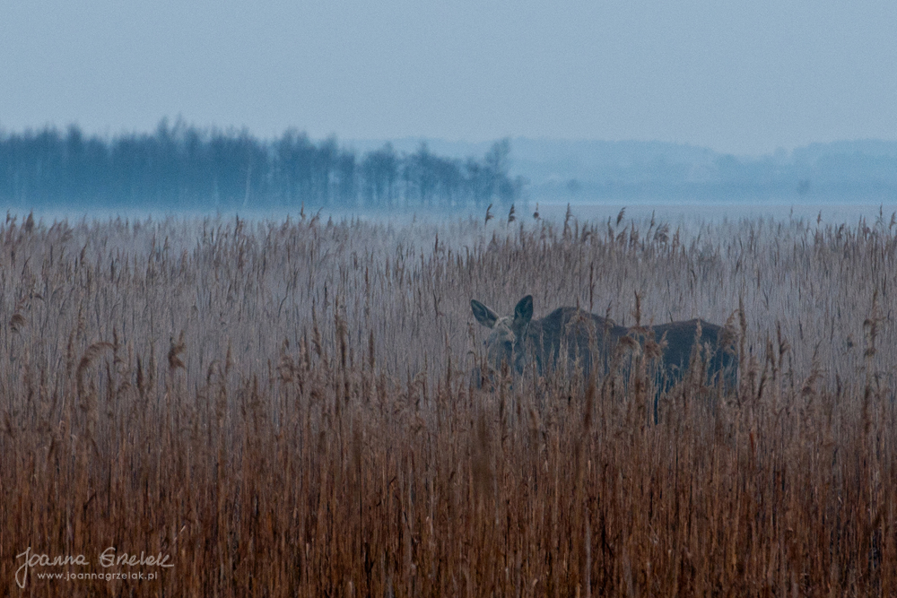 003_Biebrza - kwiecien 2013.jpg